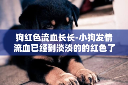 狗紅色流血長長-小狗發情流血已經到淡淡的的紅色了
