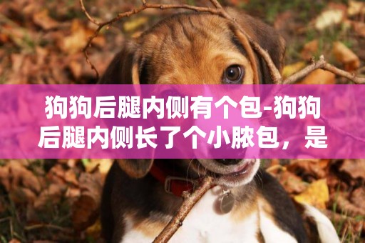 狗狗后腿內側有個包-狗狗后腿內側長了個小膿包，是什么情況