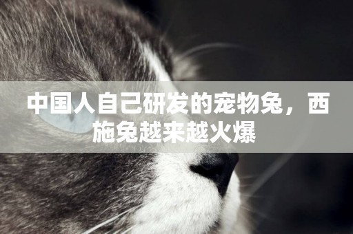 中國人自己研發的寵物兔，西施兔越來越火爆 