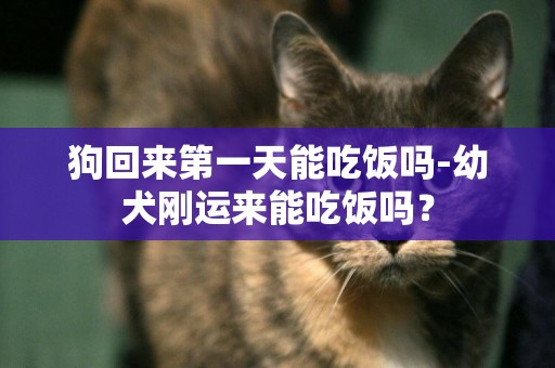 狗回來第一天能吃飯嗎-幼犬剛運來能吃飯嗎？