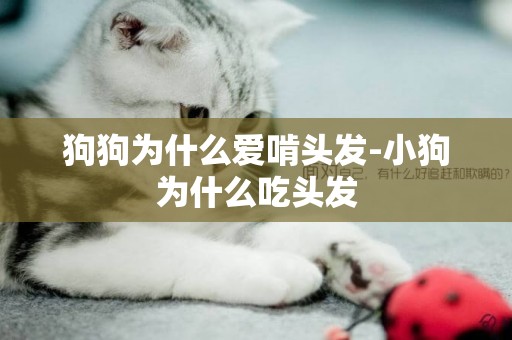 狗狗為什么愛啃頭發-小狗為什么吃頭發