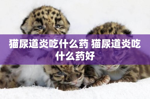 貓尿道炎吃什么藥 貓尿道炎吃什么藥好