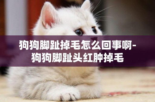 狗狗腳趾掉毛怎么回事啊-狗狗腳趾頭紅腫掉毛