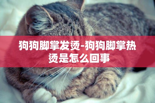 狗狗腳掌發燙-狗狗腳掌熱 燙是怎么回事
