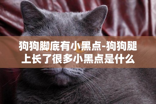 狗狗腳底有小黑點-狗狗腿上長了很多小黑點是什么