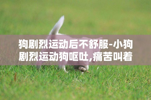 狗劇烈運動后不舒服-小狗劇烈運動狗嘔吐,痛苦叫著
