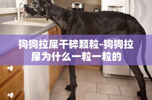 狗狗拉屎干碎顆粒-狗狗拉屎為什么一粒一粒的