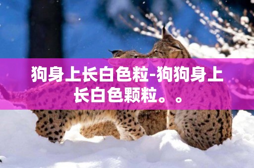 狗身上長白色粒-狗狗身上長白色顆粒。。