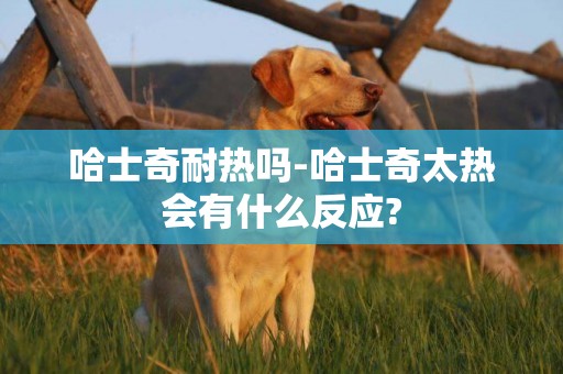 哈士奇耐熱嗎-哈士奇太熱會有什么反應?