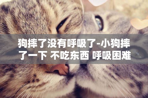 狗摔了沒有呼吸了-小狗摔了一下 不吃東西 呼吸困難