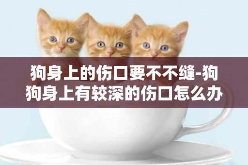 狗身上的傷口要不不縫-狗狗身上有較深的傷口怎么辦