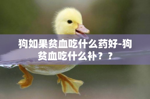 狗如果貧血吃什么藥好-狗貧血吃什么補？？