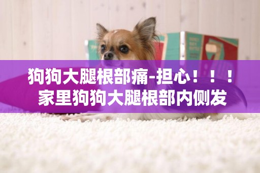 狗狗大腿根部痛-擔心！！！ 家里狗狗大腿根部內側發現的 大家知道是什么情況么?