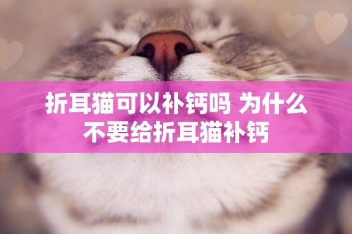 折耳貓可以補鈣嗎 為什么不要給折耳貓補鈣