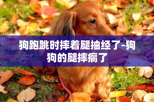 狗跑跳時摔著腿抽經了-狗狗的腿摔瘸了
