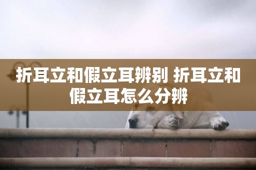 折耳立和假立耳辨別 折耳立和假立耳怎么分辨