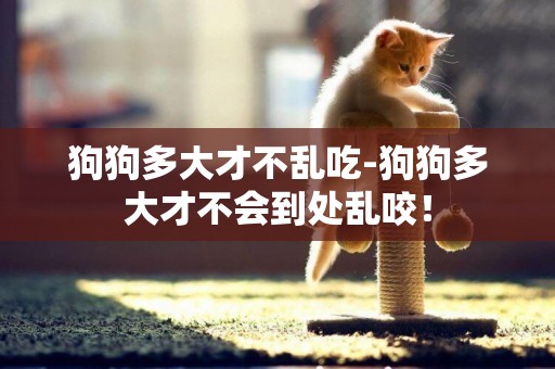 狗狗多大才不亂吃-狗狗多大才不會到處亂咬！