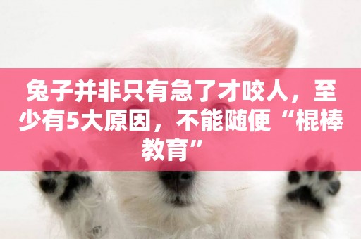 兔子并非只有急了才咬人，至少有5大原因，不能隨便“棍棒教育” 