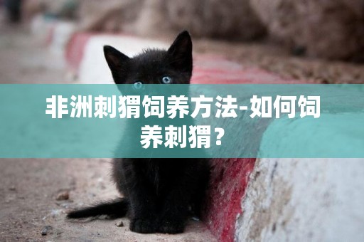非洲刺猬飼養方法-如何飼養刺猬？