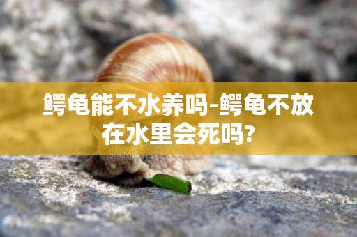 鱷龜能不水養嗎-鱷龜不放在水里會死嗎?