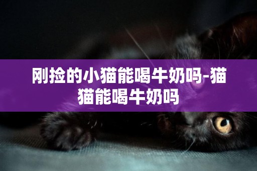 剛撿的小貓能喝牛奶嗎-貓貓能喝牛奶嗎
