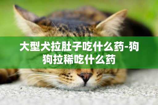 大型犬拉肚子吃什么藥-狗狗拉稀吃什么藥