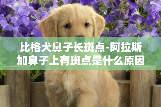 比格犬鼻子長斑點-阿拉斯加鼻子上有斑點是什么原因？如圖。。。