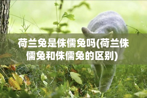 荷蘭兔是侏儒兔嗎(荷蘭侏儒兔和侏儒兔的區別) 