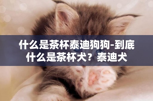 什么是茶杯泰迪狗狗-到底什么是茶杯犬？泰迪犬