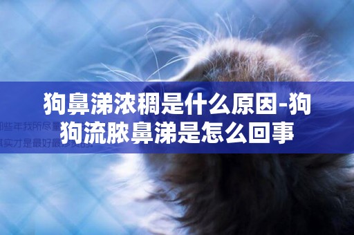 狗鼻涕濃稠是什么原因-狗狗流膿鼻涕是怎么回事