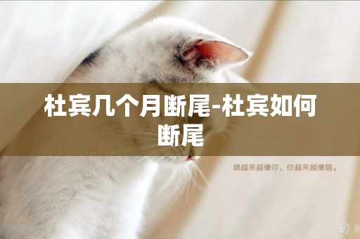 杜賓幾個月斷尾-杜賓如何斷尾