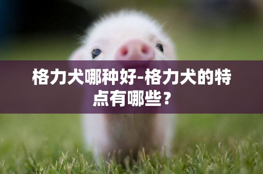 格力犬哪種好-格力犬的特點有哪些？