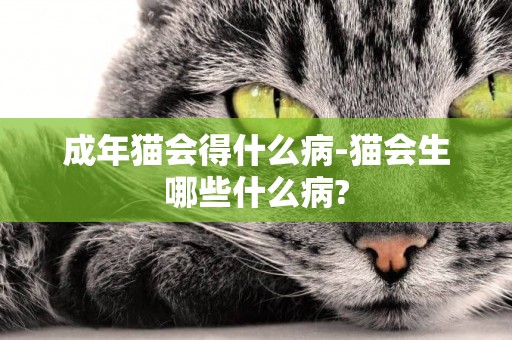 成年貓會得什么病-貓會生哪些什么病?