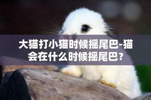 大貓打小貓時候搖尾巴-貓會在什么時候搖尾巴？