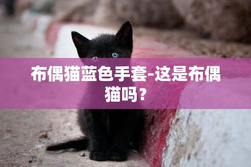 布偶貓藍色手套-這是布偶貓嗎？