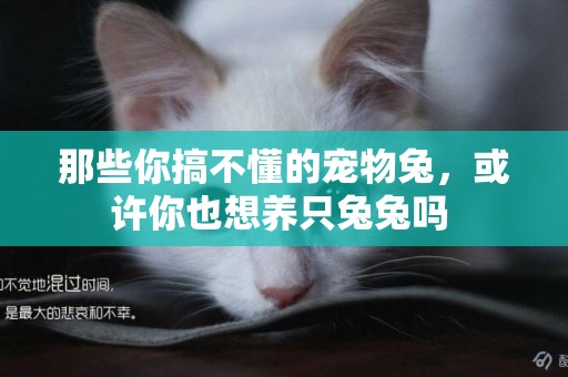 那些你搞不懂的寵物兔，或許你也想養只兔兔嗎 