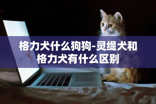 格力犬什么狗狗-靈緹犬和格力犬有什么區別