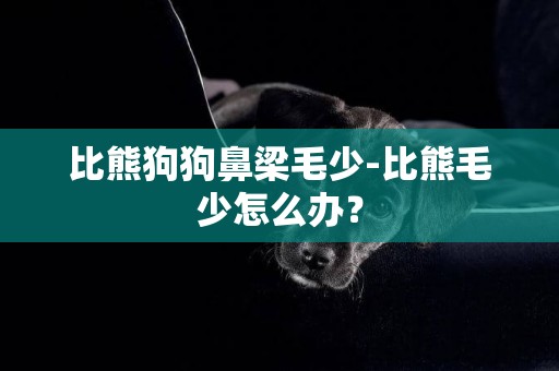 比熊狗狗鼻梁毛少-比熊毛少怎么辦？
