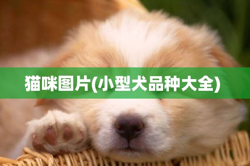 貓咪圖片(小型犬品種大全) 