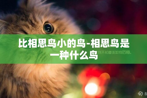比相思鳥小的鳥-相思鳥是一種什么鳥