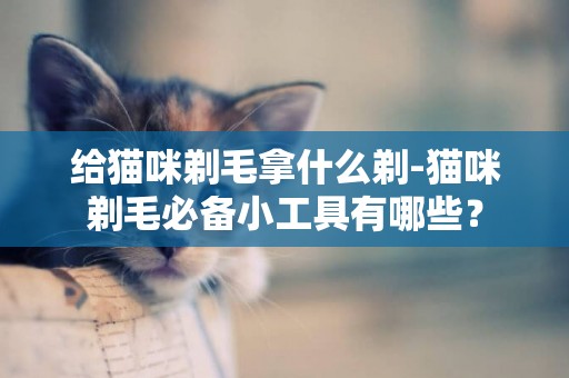 給貓咪剃毛拿什么剃-貓咪剃毛必備小工具有哪些？
