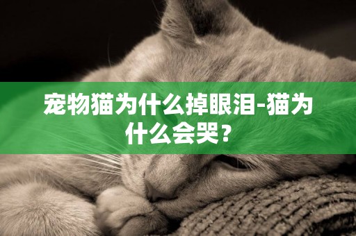 寵物貓為什么掉眼淚-貓為什么會哭？