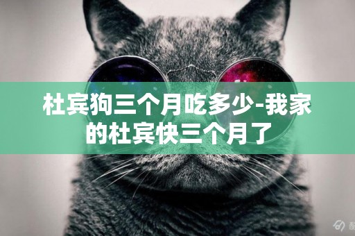 杜賓狗三個月吃多少-我家的杜賓快三個月了