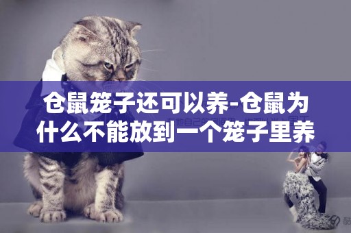 倉鼠籠子還可以養-倉鼠為什么不能放到一個籠子里養？