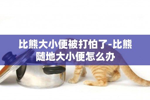 比熊大小便被打怕了-比熊隨地大小便怎么辦