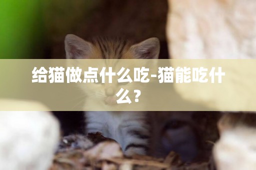 給貓做點什么吃-貓能吃什么？