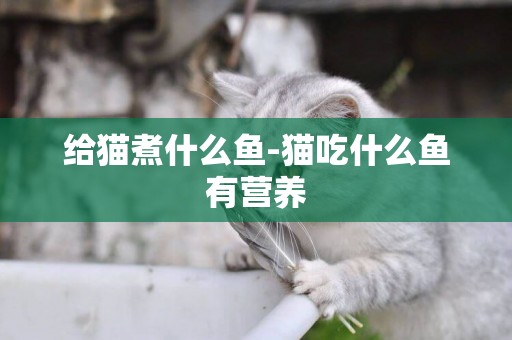 給貓煮什么魚-貓吃什么魚有營養