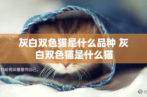 灰白雙色貓是什么品種 灰白雙色貓是什么貓