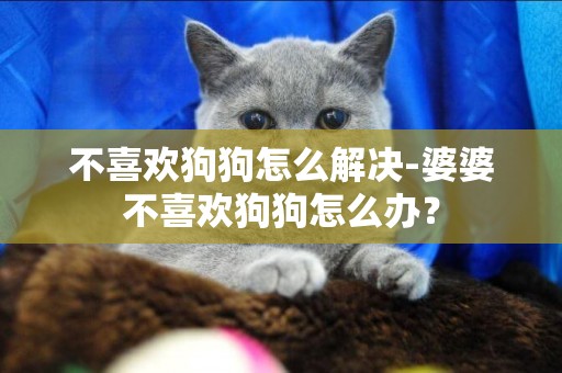不喜歡狗狗怎么解決-婆婆不喜歡狗狗怎么辦？