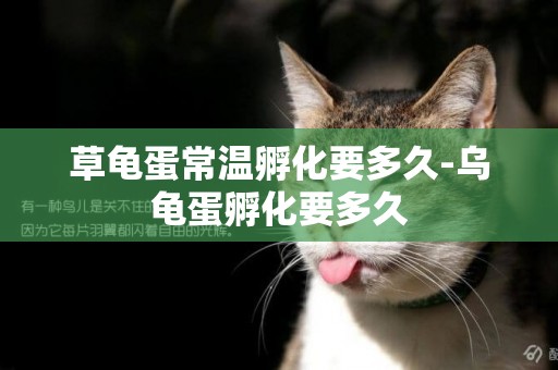 草龜蛋常溫孵化要多久-烏龜蛋孵化要多久